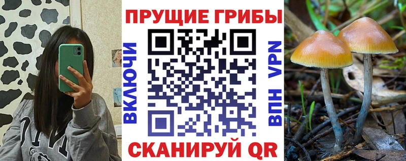 Купить где  Владимир  Галлюциногенные грибы MAGIC MUSHROOMS 